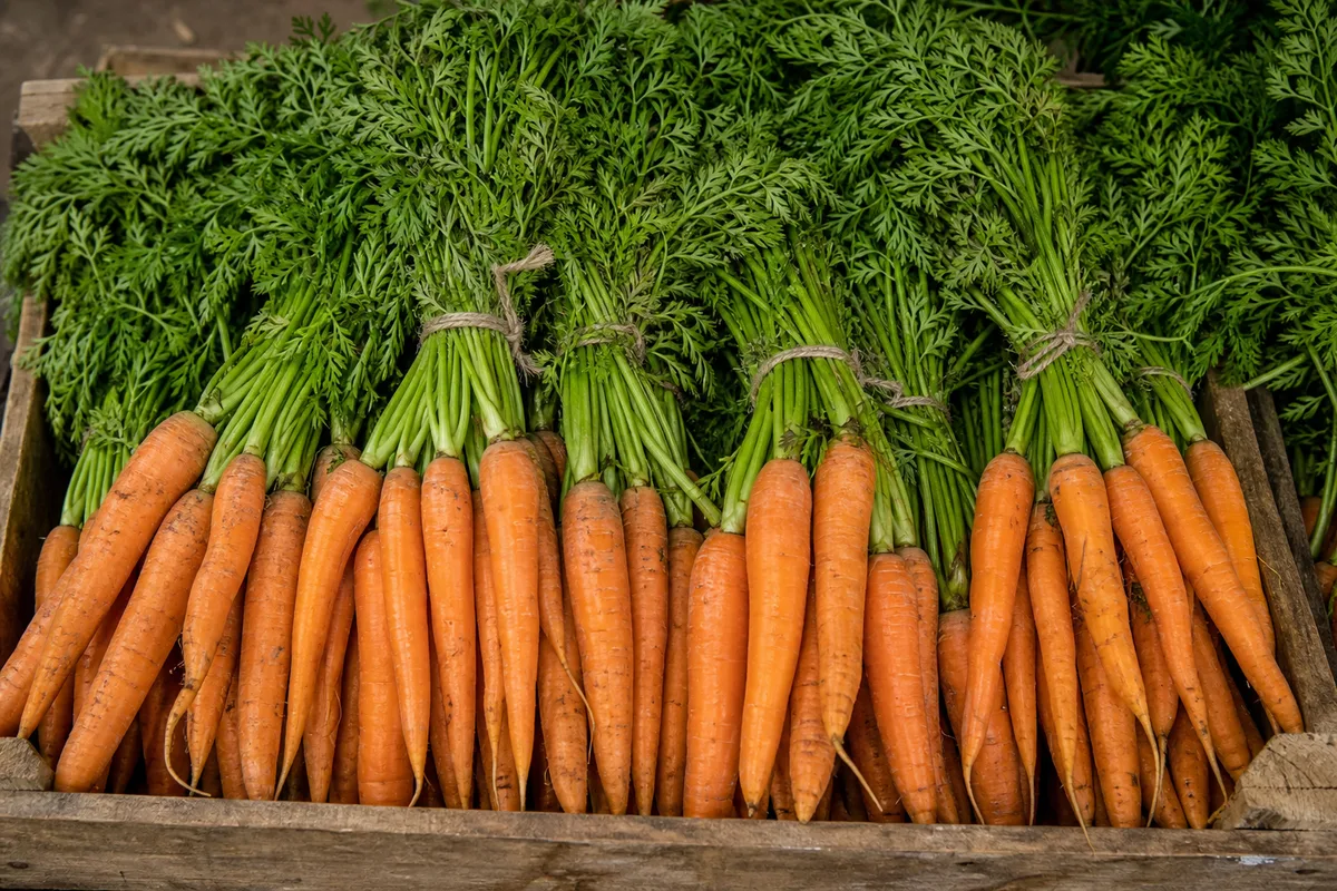 Fresh carrots with greens in a wooden crate