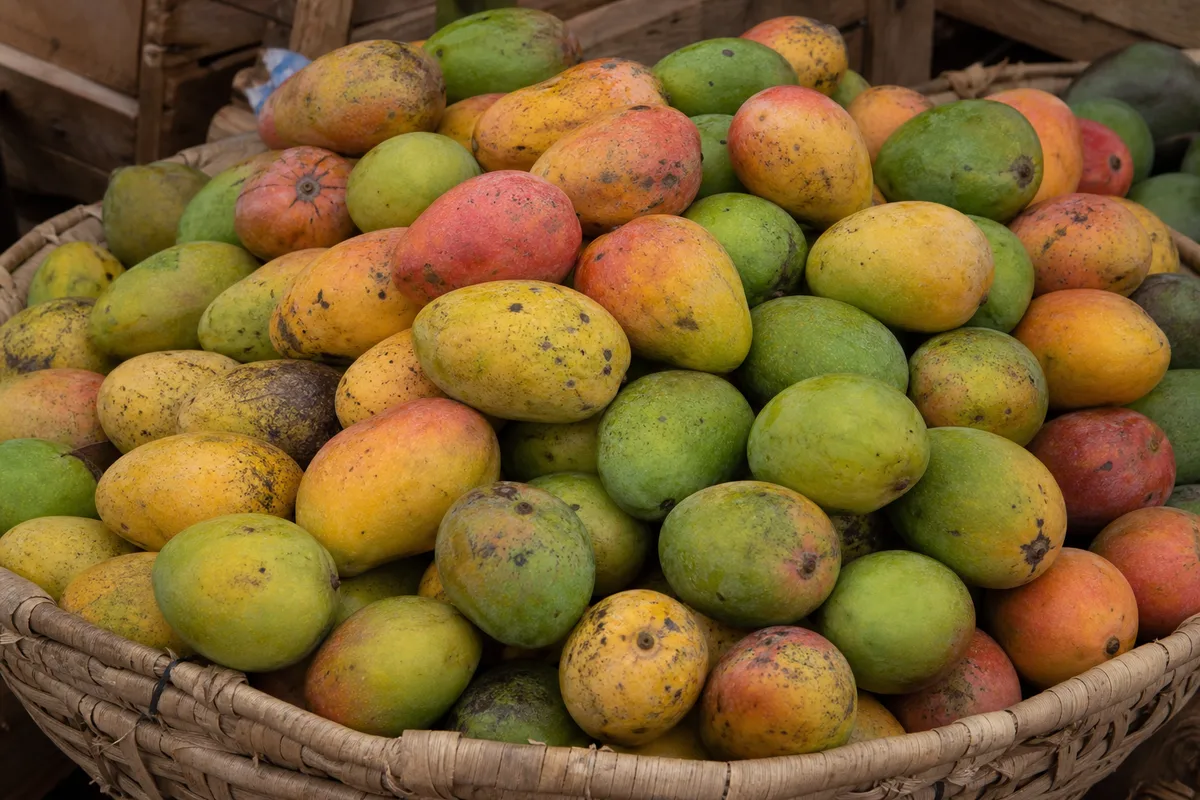 Ripe mangoes displayed in a woven market basket