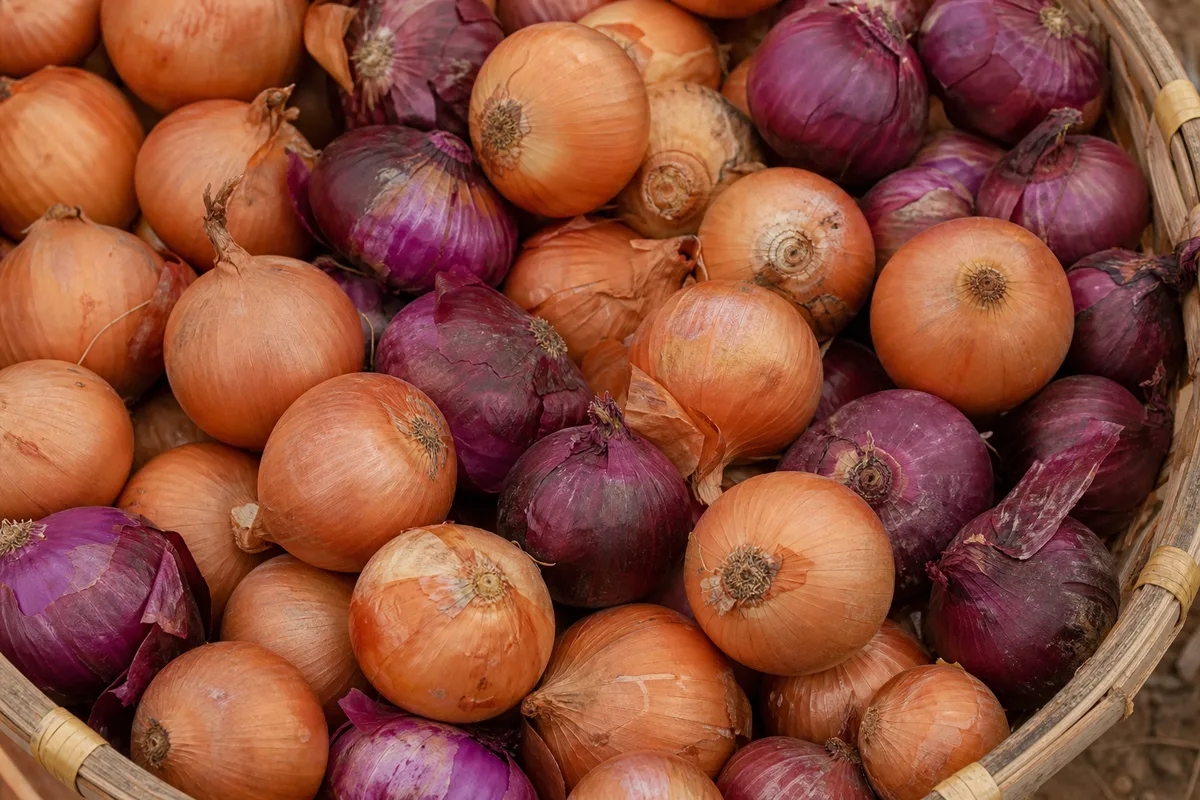 Fresh onions piled in a woven market basket