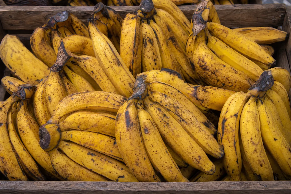Ripe plantains in a wooden market crate