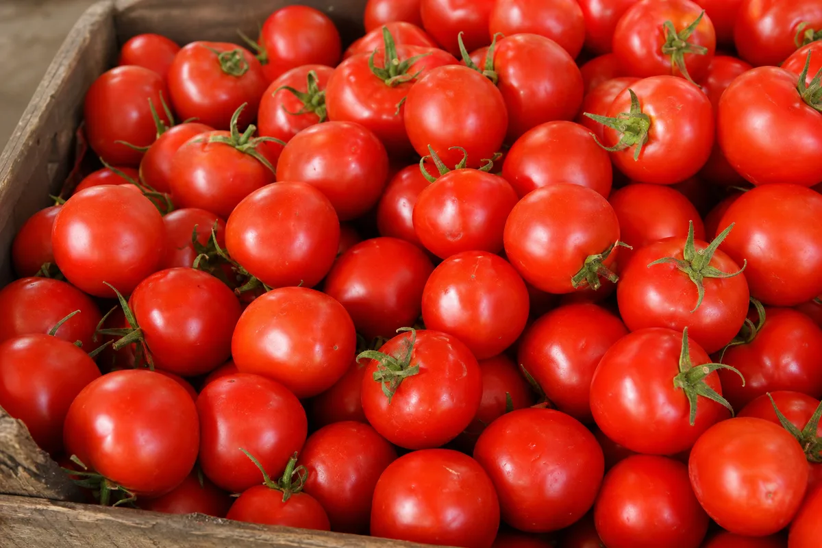 Fresh tomatoes displayed in a market basket